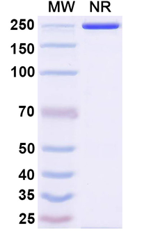 MICA/B Human Monoclonal Antibody