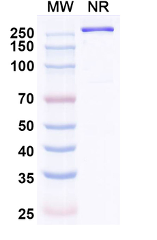 Gorivitug Human Monoclonal Antibody