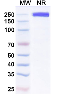Xaluritamig Human Monoclonal Antibody
