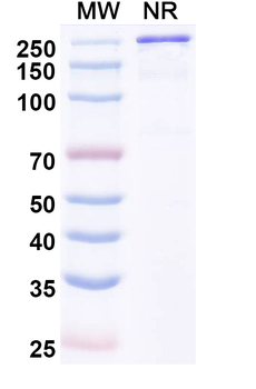Varokibart Human Monoclonal Antibody