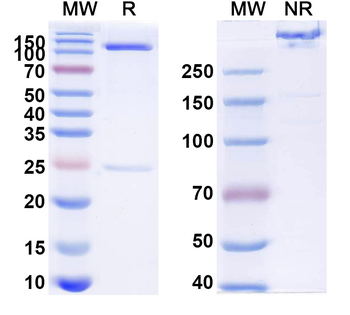 Umizortamig Human Monoclonal Antibody