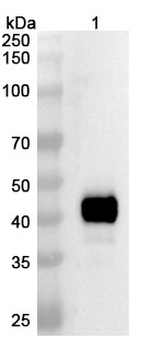 Umizortamig Human Monoclonal Antibody