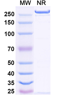 Tobevibart Human Monoclonal Antibody