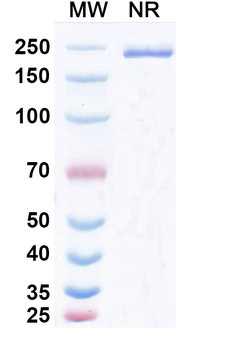 Lomvastomig Human Monoclonal Antibody