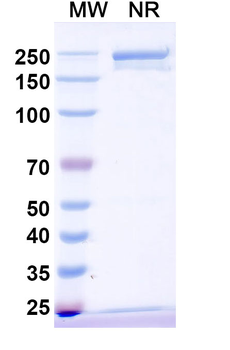 Research Grade Dog IL31 Antibody
