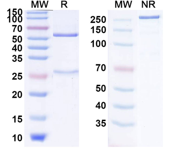 RBD Human Monoclonal Antibody