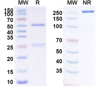 RBD Human Monoclonal Antibody