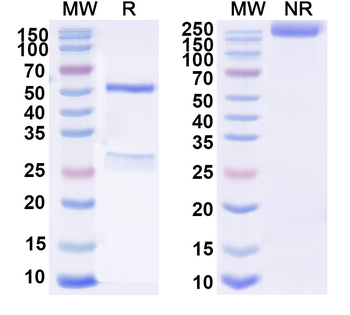 RBD Human Monoclonal Antibody