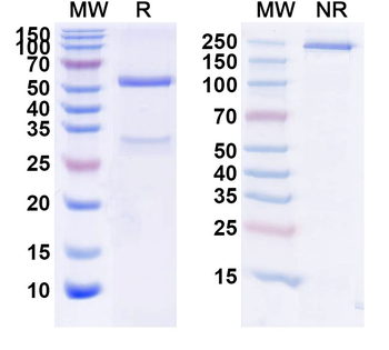 F0 Human Monoclonal Antibody
