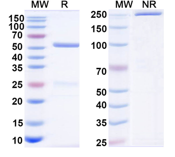 F0 Human Monoclonal Antibody