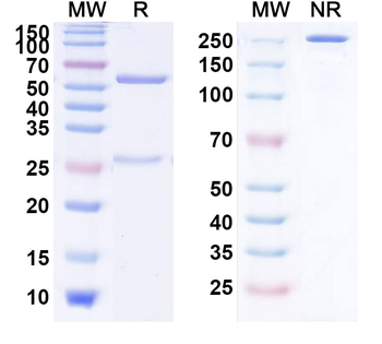F0 Human Monoclonal Antibody