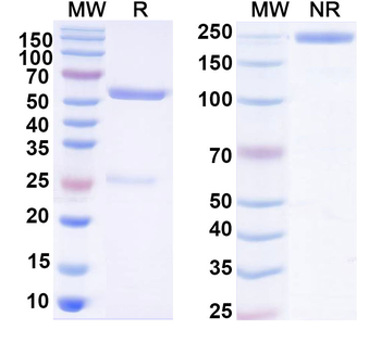 F0 Human Monoclonal Antibody