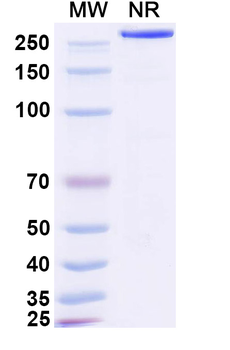 FGF21 Human Monoclonal Antibody