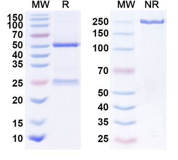 GP/Glycoprotein Human Monoclonal Antibody