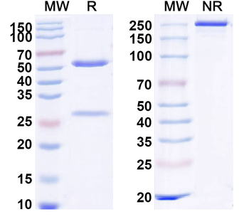 CD262/TNFRSF10B/TRAIL-R2/DR5 Human Monoclonal Antibody