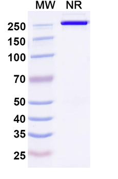 DLK1 Human Monoclonal Antibody