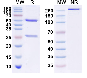 CD115/CSF1R Human Monoclonal Antibody