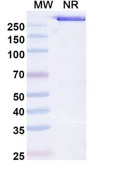 Olamkicept Human Monoclonal Antibody