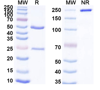 CLDN18.2 Human Monoclonal Antibody