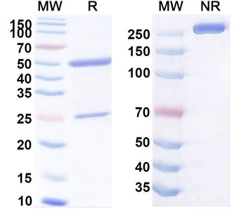CFR-1/GLG1 Human Monoclonal Antibody
