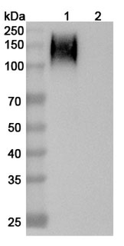 CD66e/CEA/CEACAM5 Human Monoclonal Antibody