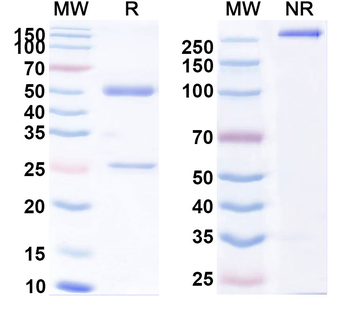 CD318/CDCP1 Human Monoclonal Antibody