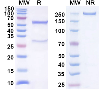 CD272/BTLA Human Monoclonal Antibody