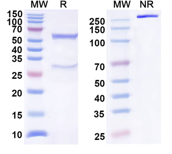 CD272/BTLA Human Monoclonal Antibody