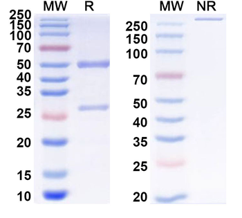 CD156b/ADAM17 Human Monoclonal Antibody
