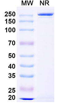 CD156b/ADAM17 Human Monoclonal Antibody