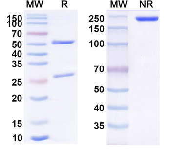 RSV F0 Human Monoclonal Antibody