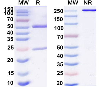 IL11RA Human Monoclonal Antibody