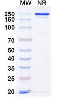 IL11 Human Monoclonal Antibody