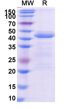 Ensovibep Monoclonal Antibody