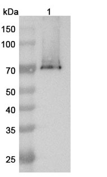 GPC3 & CD3E Human Monoclonal Antibody