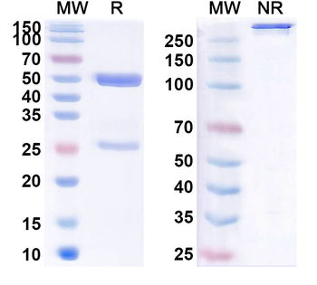 SARS-CoV-2 Spike Protein / RBD Human Monoclonal Antibody