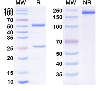 HRSV-A F0 Human Monoclonal Antibody