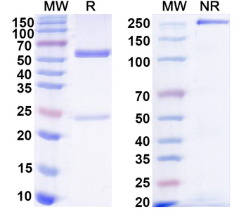 HPV18 L1 Human Monoclonal Antibody