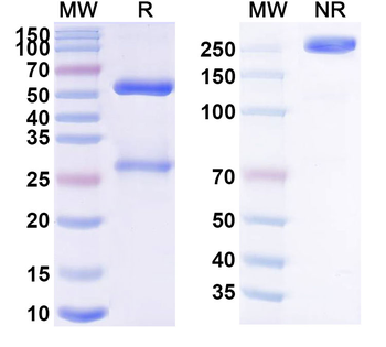 Latikafusp Human Monoclonal Antibody