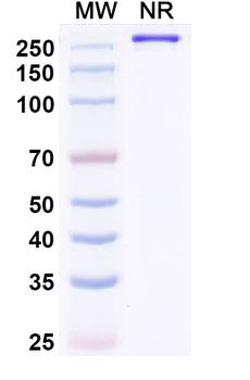 Paridiprubart Human Monoclonal Antibody