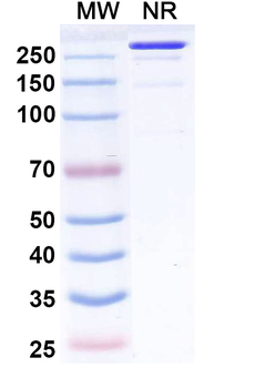 Fiztasovimab Human Monoclonal Antibody