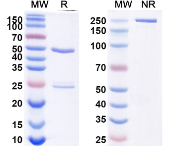 Fazpilodemab Human Monoclonal Antibody