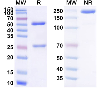 Anivovetmab Canine Monoclonal Antibody
