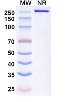 Betifisolimab Chimeric Monoclonal Antibody
