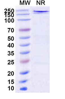 JMB2002/Ab2001.08 Human Monoclonal Antibody