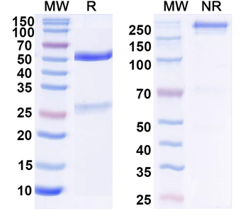 Antibody Human Monoclonal Antibody