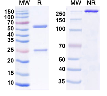 Antibody Human Monoclonal Antibody