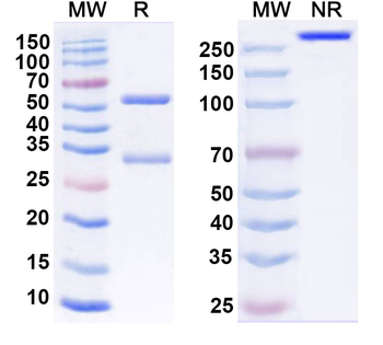 Antibody Human Monoclonal Antibody