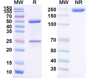 DXP-604 Human Monoclonal Antibody