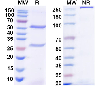 Antibody Human Monoclonal Antibody